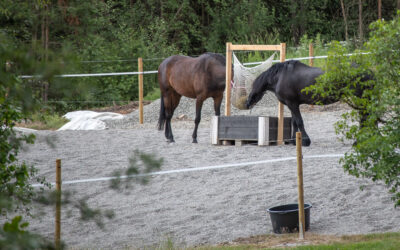 Hästarna har flyttat in