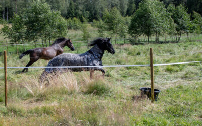 Race i gräshagen