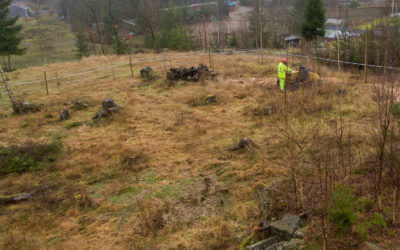 Stubbfritt i Dalhagen